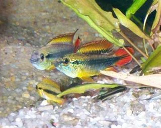 2apisto