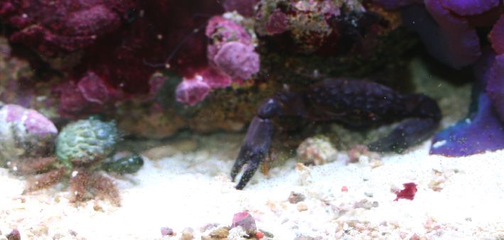 2crab7538
