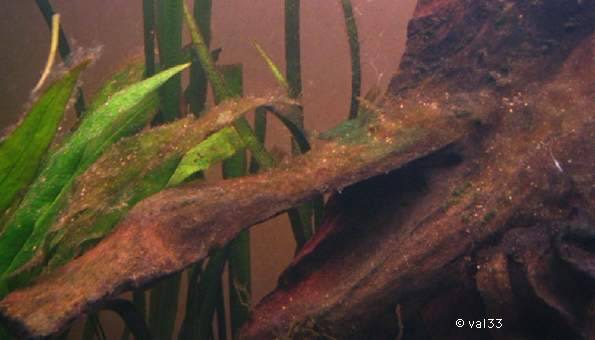 Les algues en aquarium : comment s'en débarrasser – Guide