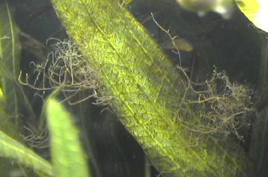 Traitements de l'eau douce - Anti-algues -  - Aquariophilie