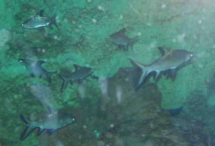 file:///Users/veronique/Documents/Aquaweb/images/-poissons/-moches/balantio.jpg