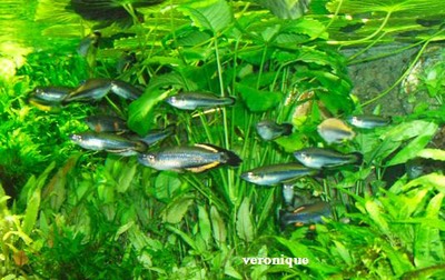 bedotia