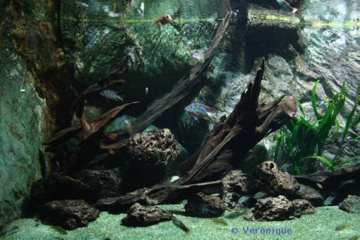 Différentes décoration d'aquarium constitué d'une population de cichlides