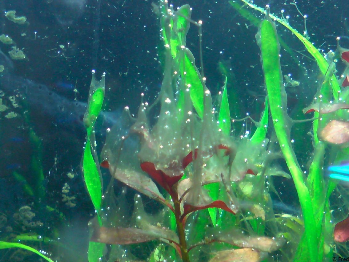 Tout savoir sur les cyanobactéries - le blog dédié à l'aquarium