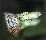 guppy1