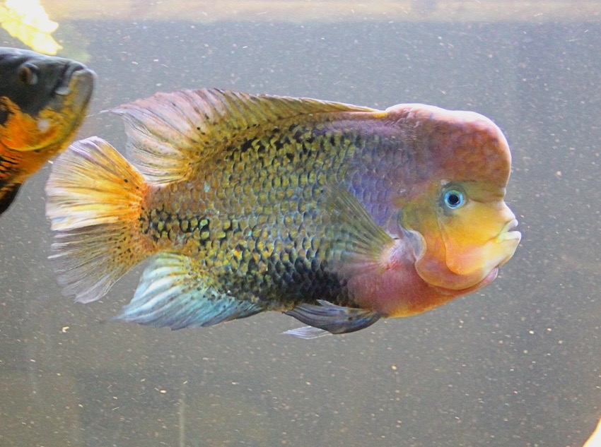 male1472
