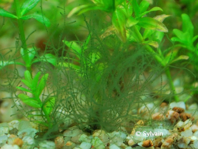 Les algues vertes d'aquarium, comment les éliminer