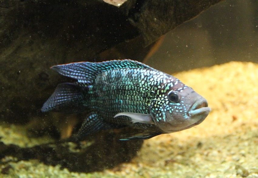 oto1477