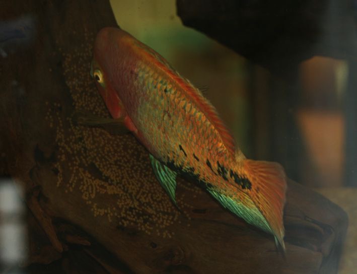 syn1860