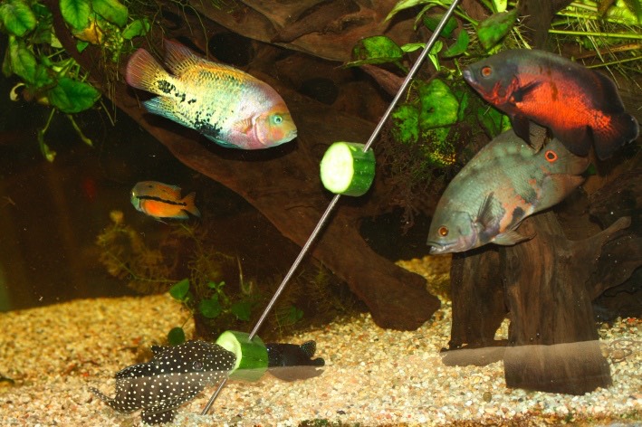 Différentes décoration d'aquarium constitué d'une population de cichlides