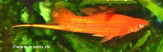 xyphomal
