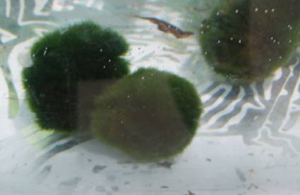 Clado Algae