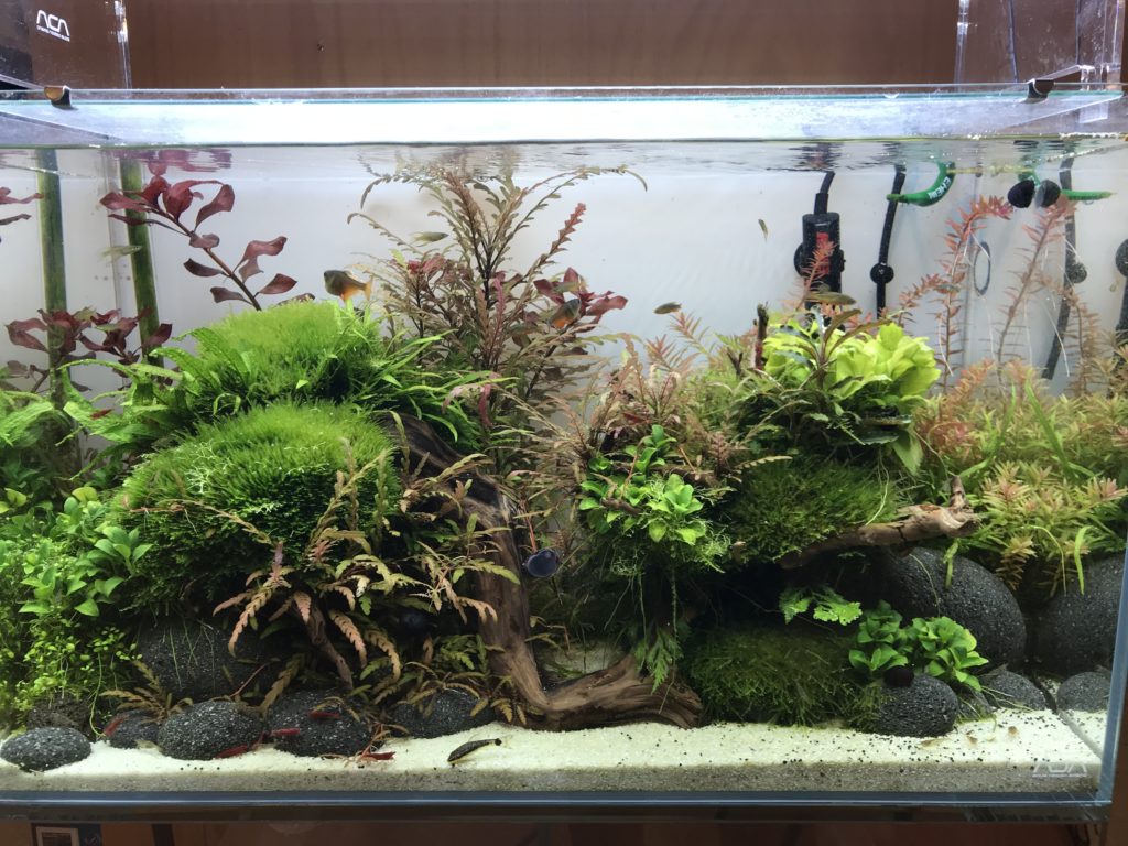 Cet ensemble comprend un choix varié de 6 plantes pour aquarium