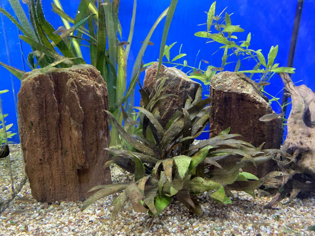 Les pierres d'aquarium, le guide ultime pour tout savoir