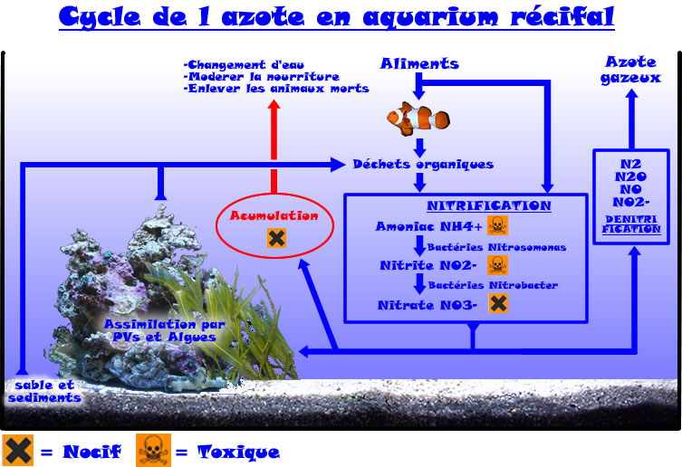 Aquarium eau de mer : définition et explications