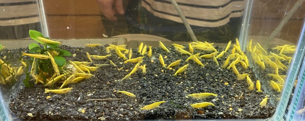 Feuilles de Goyave pour crevette et poisson en aquarium