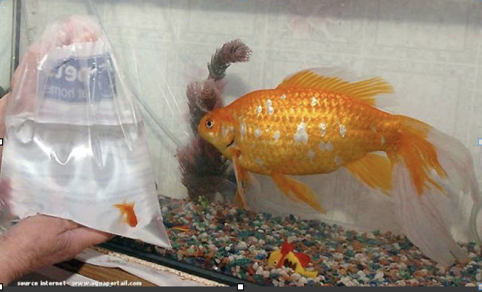 Сколько литров нужно рыбке. Аквариумные рыбки Голдфиш. Аквариумные рыбки Золотая рыбка. Плавниковая гниль у золотой рыбки. Золотая рыбка Оранда красная.