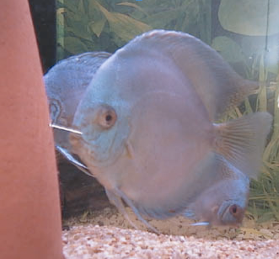 Les Discus Aquariophile facile, en eau douce et marine.