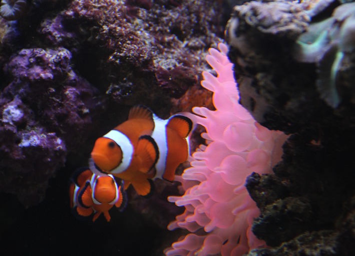 Ponte des poissons clowns Aquariophile facile, en eau douce et marine.