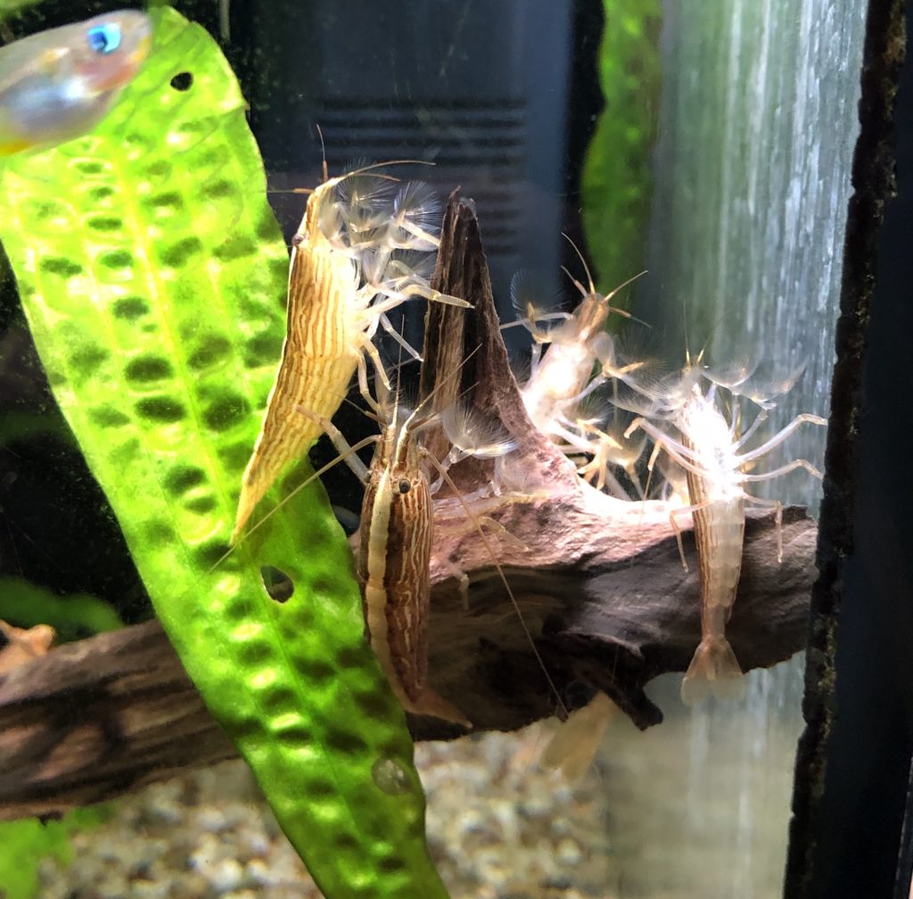 Les crevettes d’eau douce – Aquariophile facile, en eau douce et marine.