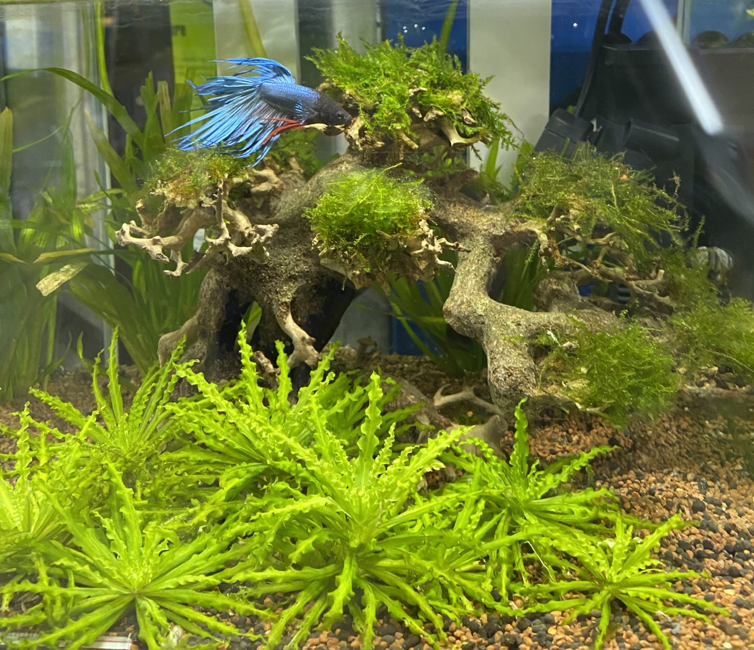 Betta splendens, Combattant Aquariophile facile, en eau douce et marine.