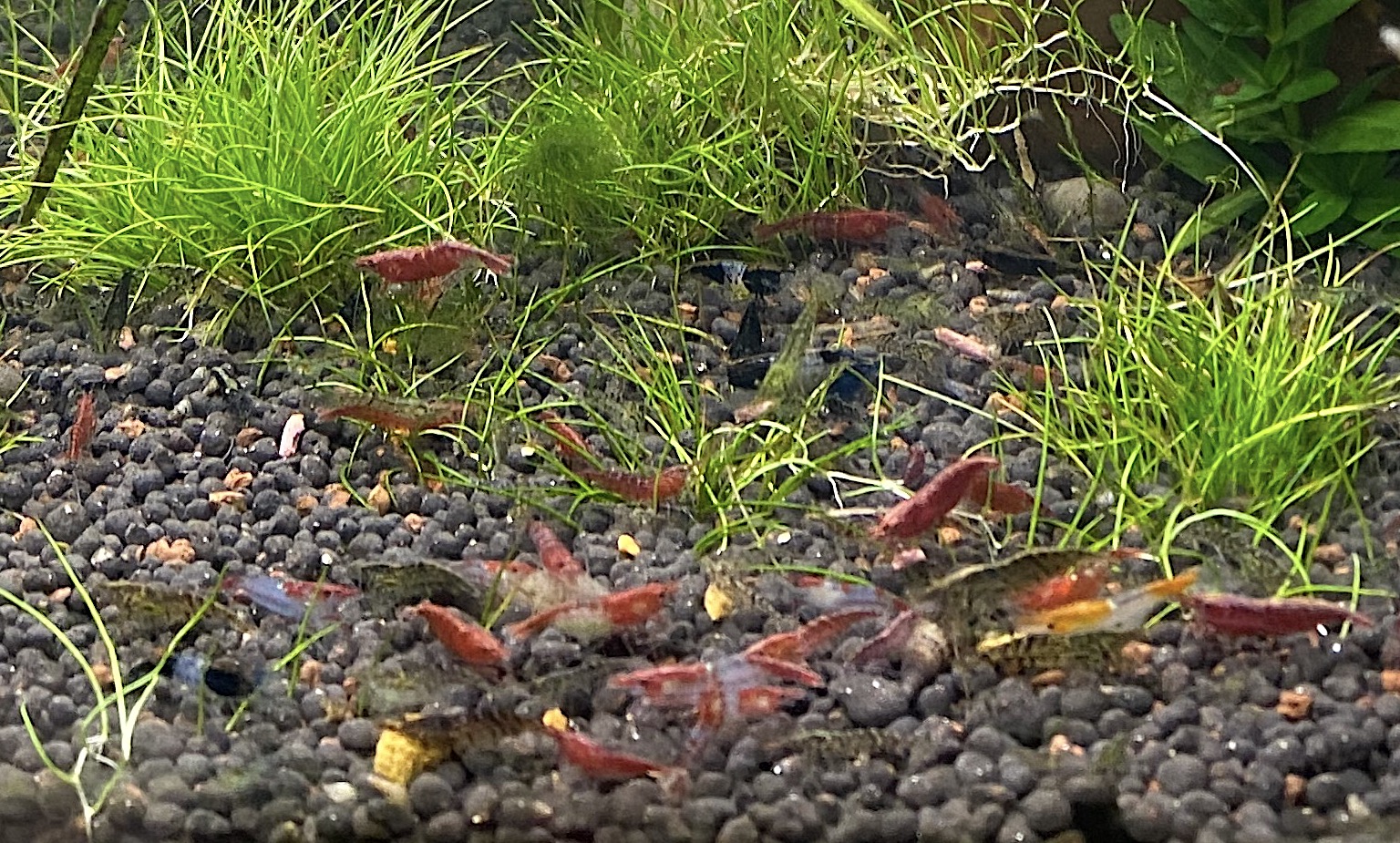 Les crevettes d’eau douce Aquariophile facile, en eau douce et marine.