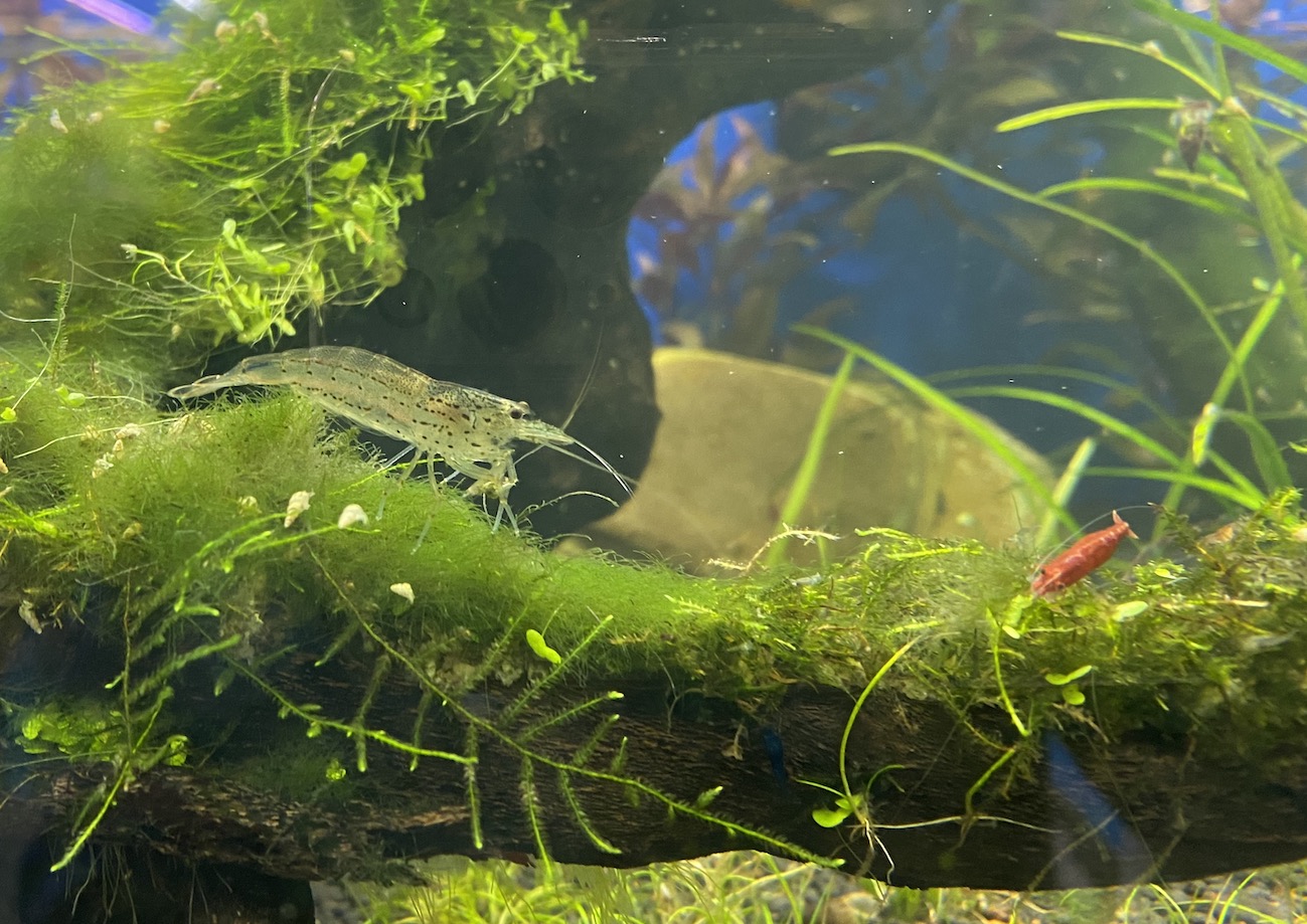 Les crevettes d’eau douce – Aquariophile facile, en eau douce et marine.