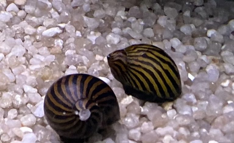 5 Escargots Marisa Cornuarietis Pour Aquarium - Contrôle Algues Naturel - Élevage Belgique
