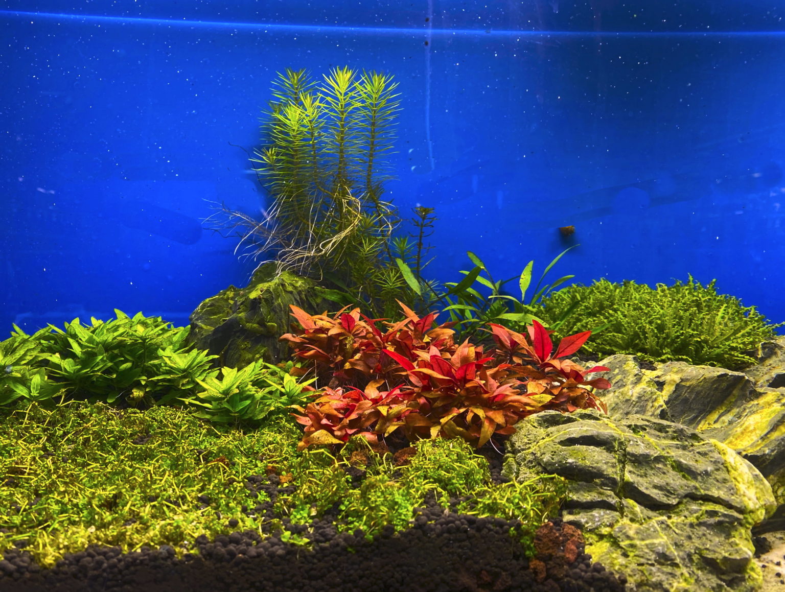 Pierres, roches Aquariophile facile, en eau douce et marine.