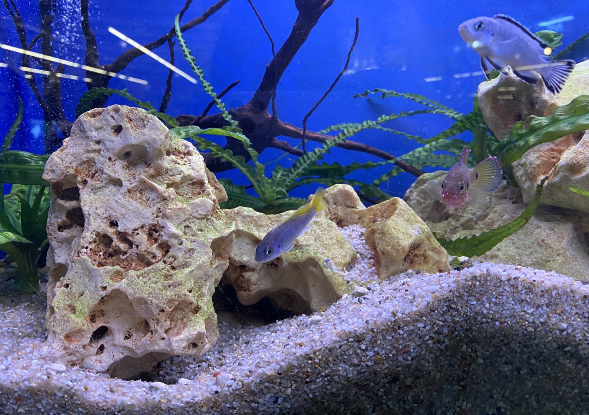 Pierres, roches Aquariophile facile, en eau douce et marine.