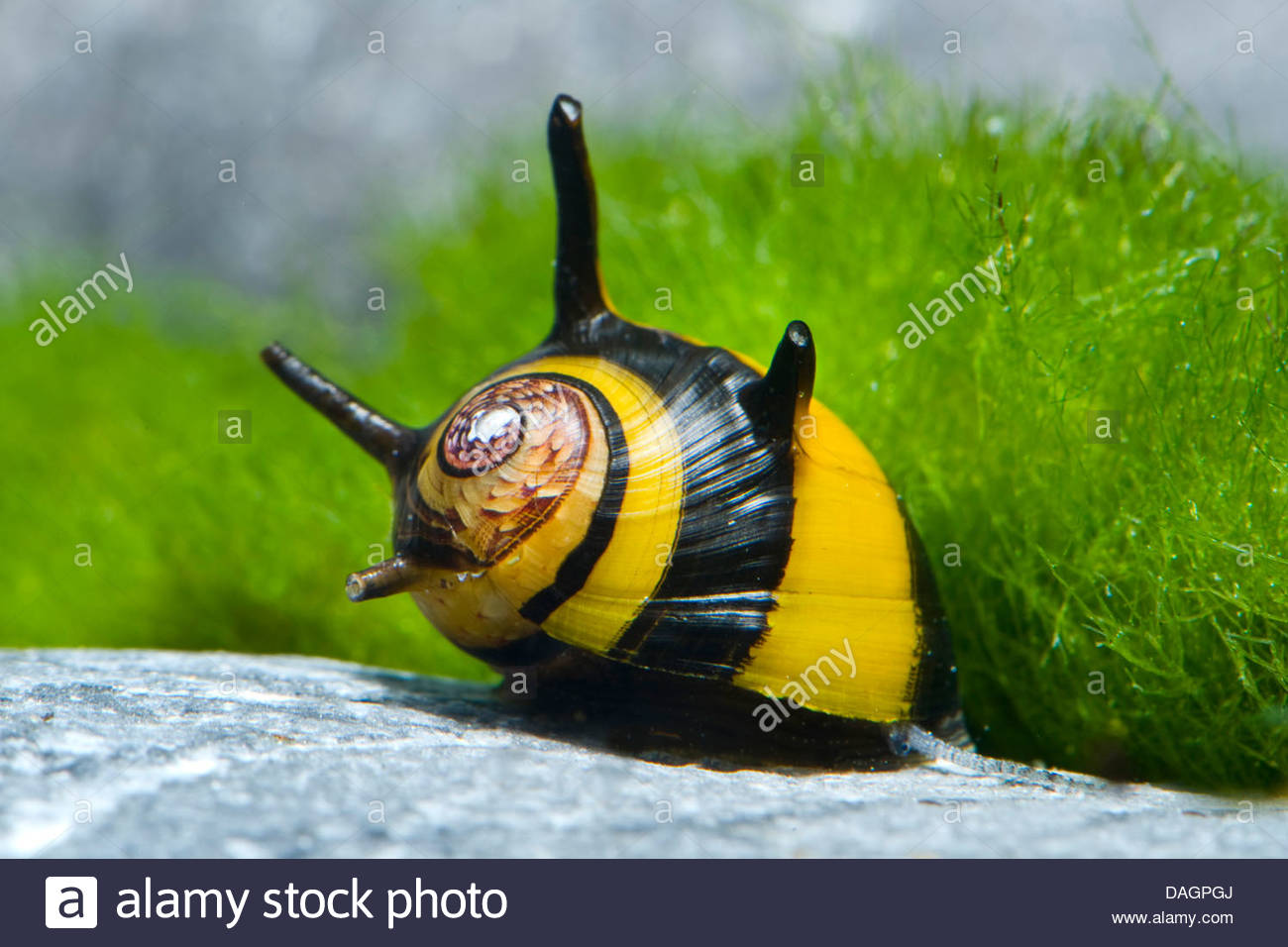 Les escargots Aquariophile facile, en eau douce et marine.