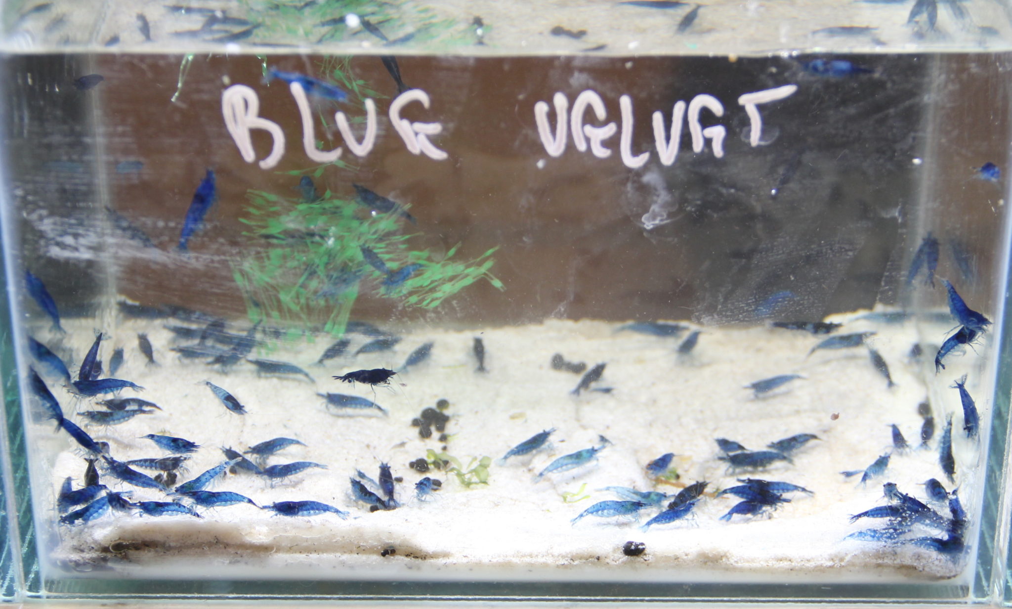 Les crevettes d’eau douce – Aquariophile facile, en eau douce et marine.