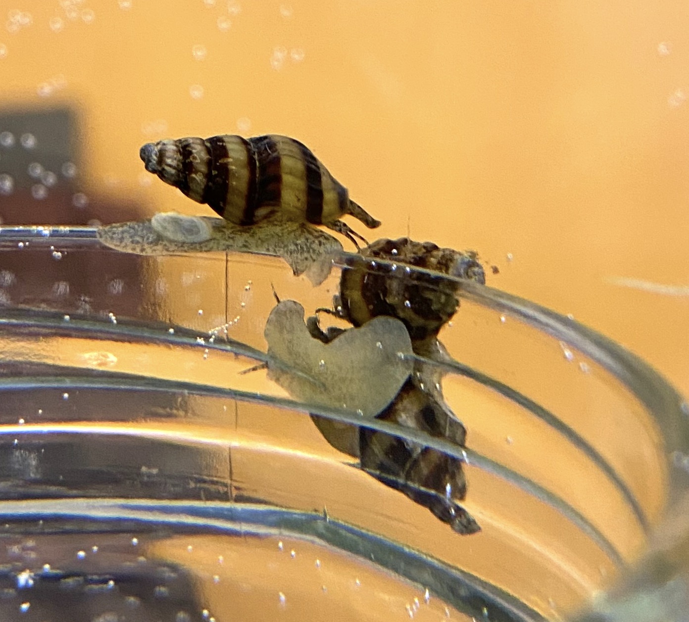 les-escargots-aquariophile-facile-en-eau-douce-et-marine