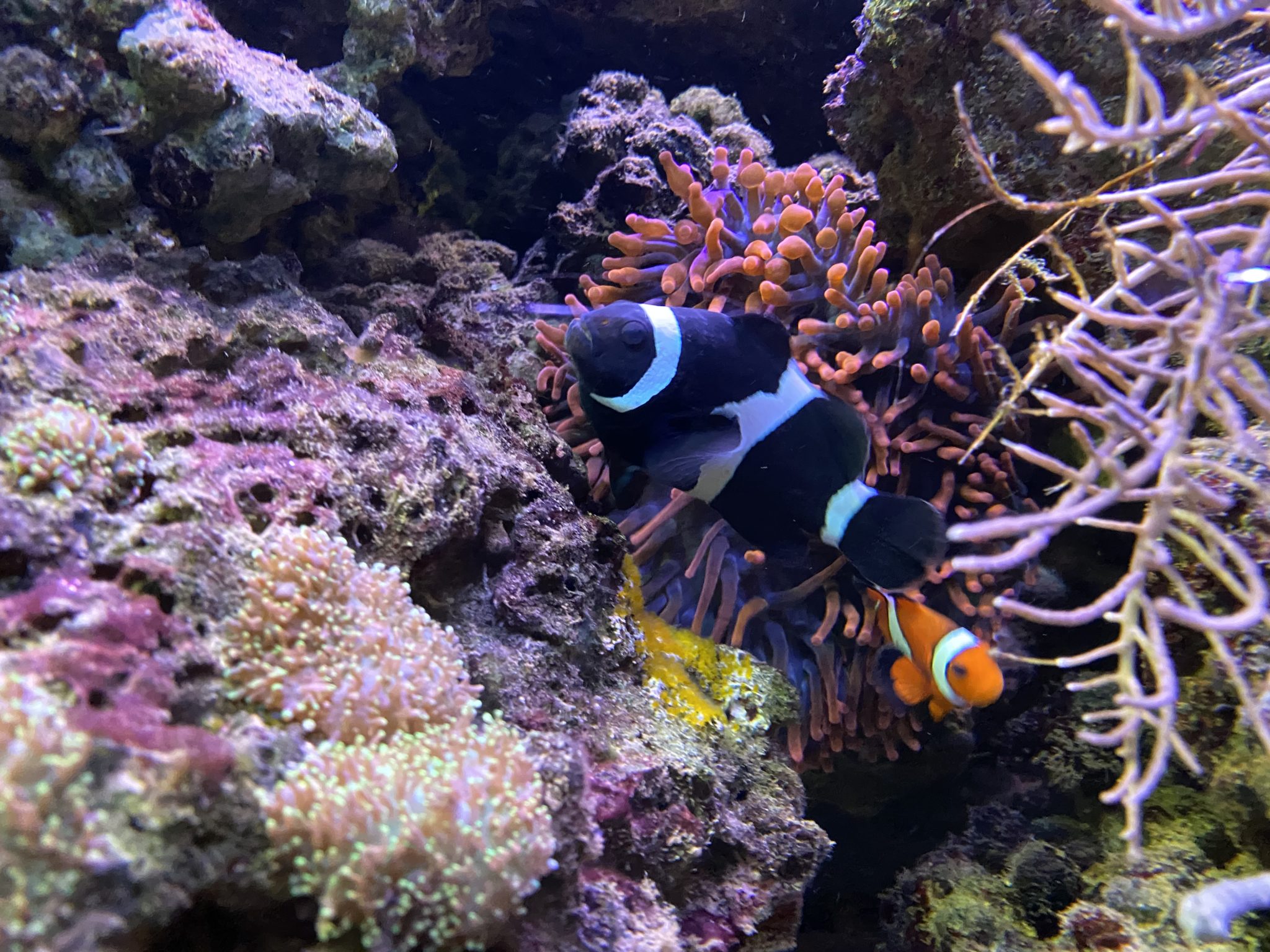 Ponte des poissons clowns Aquariophile facile, en eau douce et marine.