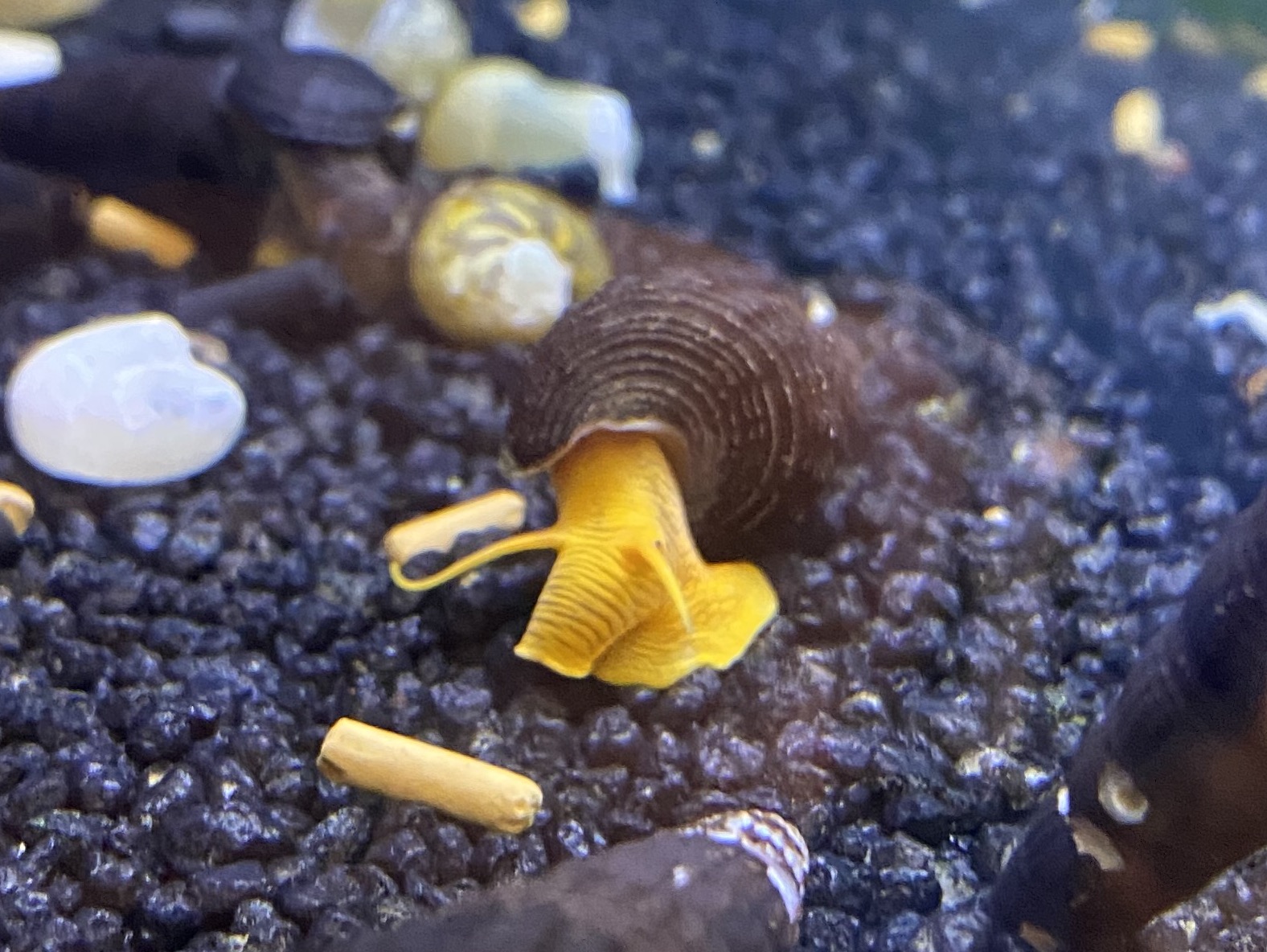 Escargot Dans Aquarium Bon Ou Mauvais Les escargots – Aquariophile facile, en eau douce et marine.