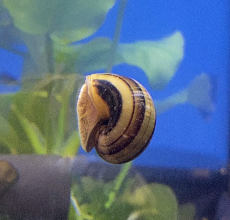 Les escargots Aquariophile facile, en eau douce et marine.