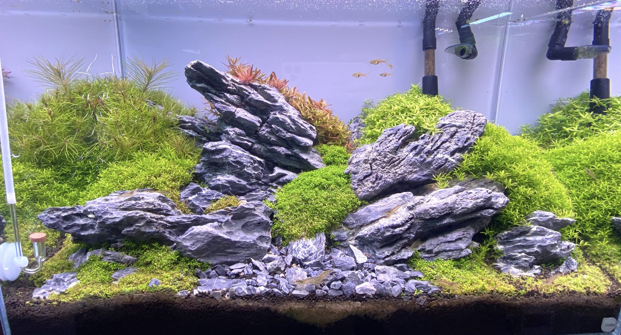 Bacs plantés, aquascaping Aquariophile facile, en eau douce et marine.