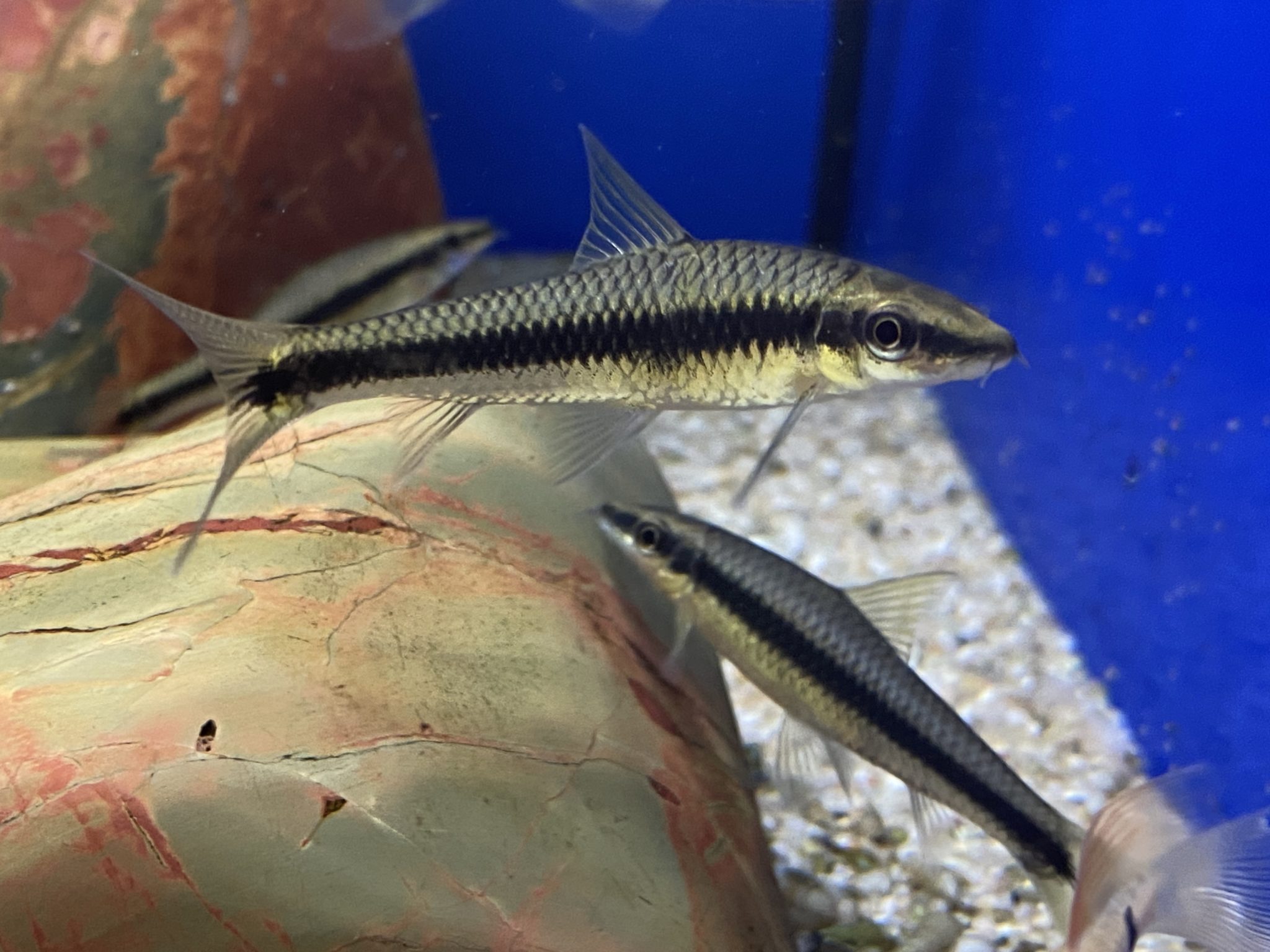 crossocheilus-siamensis-aquariophile-facile-en-eau-douce-et-marine