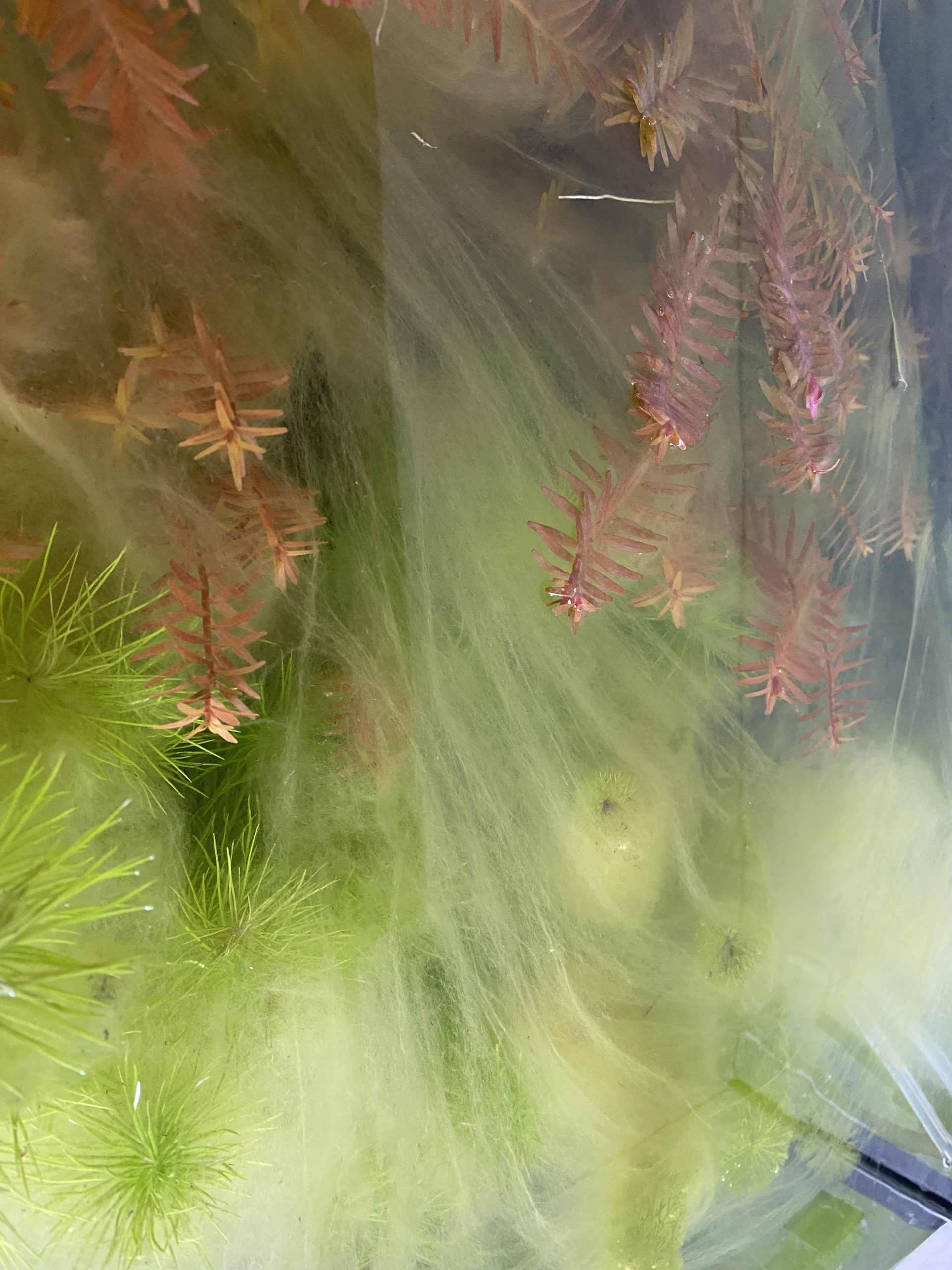 Les algues en eau douce Aquariophile facile, en eau douce et marine. — free download