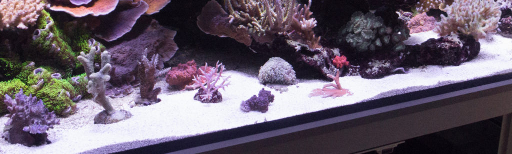 Sable en aquarium récifal : pour ou contre ?