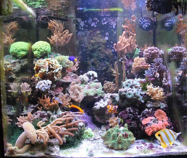 Acheter aquarium eau de mer 350 litres