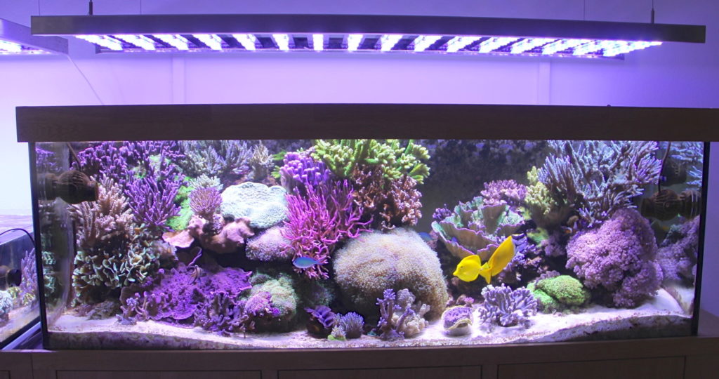 Comment choisir son éclairage aquarium ?