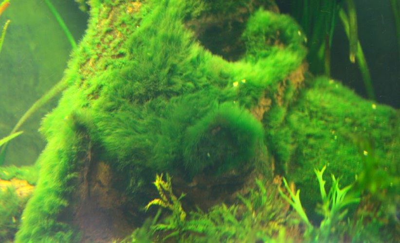 Algues, cyano – Aquariophile facile, en eau douce et marine.